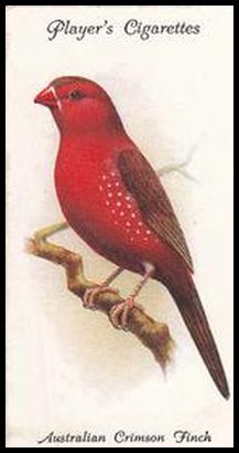 37 Australian Crimson Finch